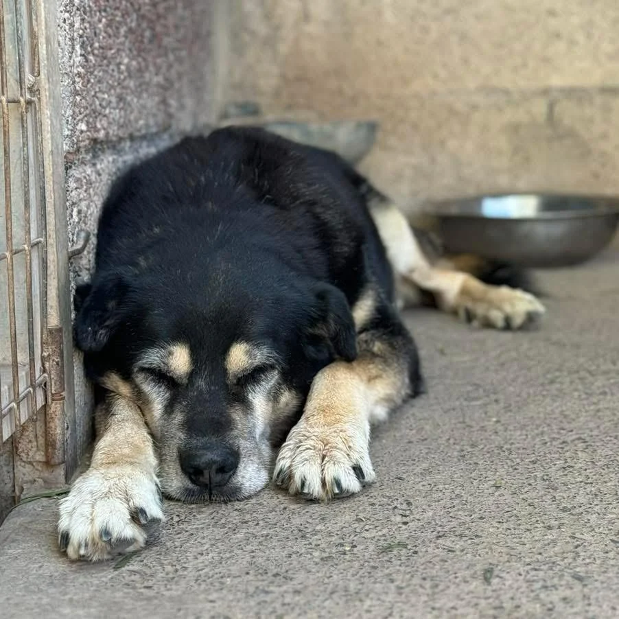 Rigby 13 years old today .