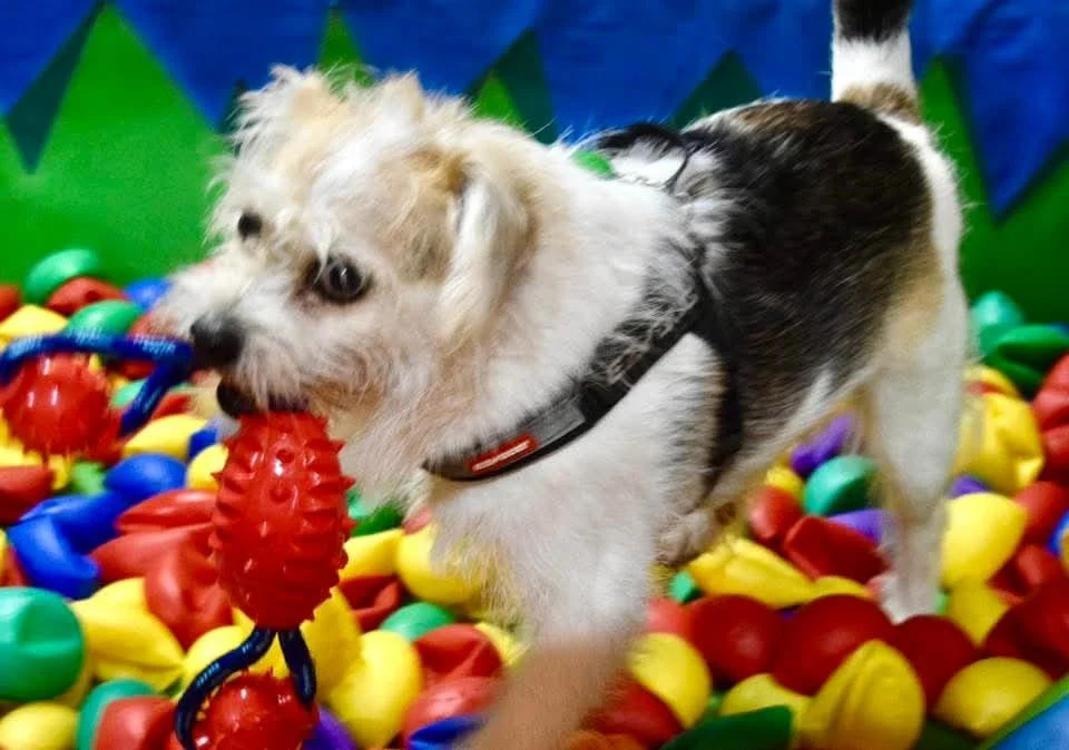 Soft Play areas a thing of the future ? - Live Paws news, Tenerife dog rescue
