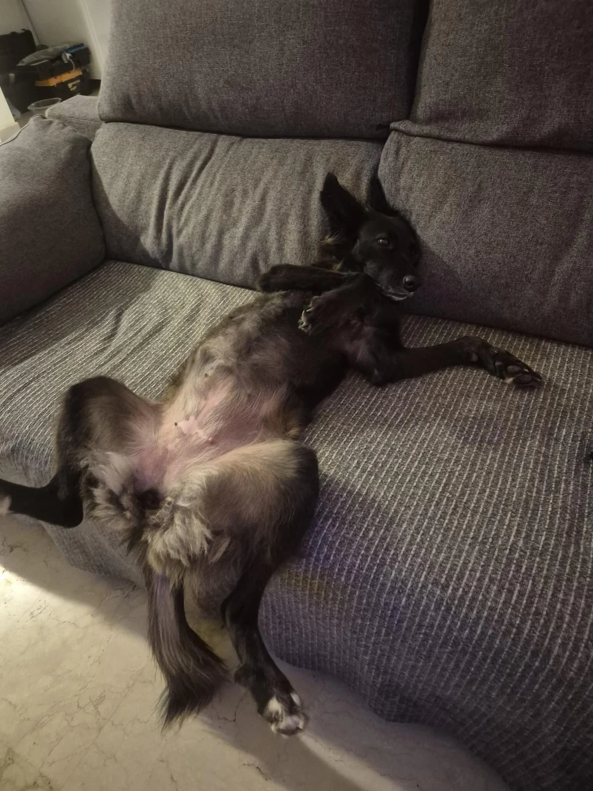 New beginnings - Live Paws news, Tenerife dog rescue