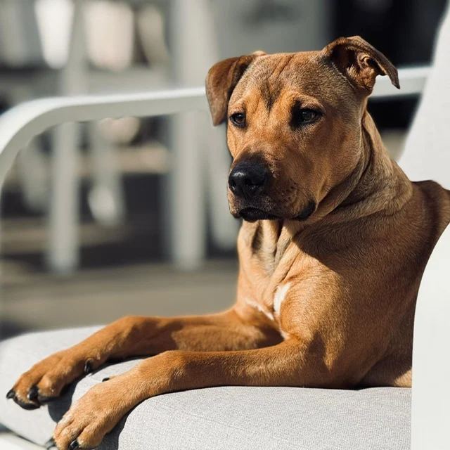 Nemo. - Live Paws news, Tenerife dog rescue