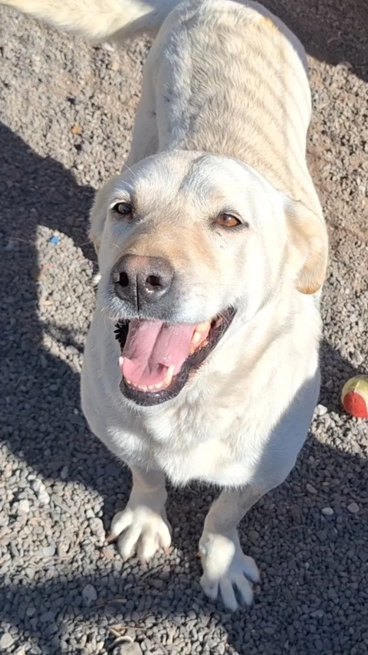 So much kindness for our dogs.