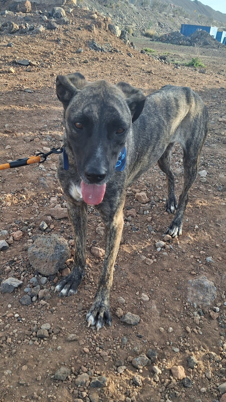 Sido