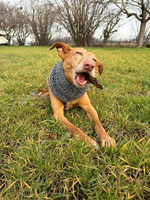 Luna enjoying life.