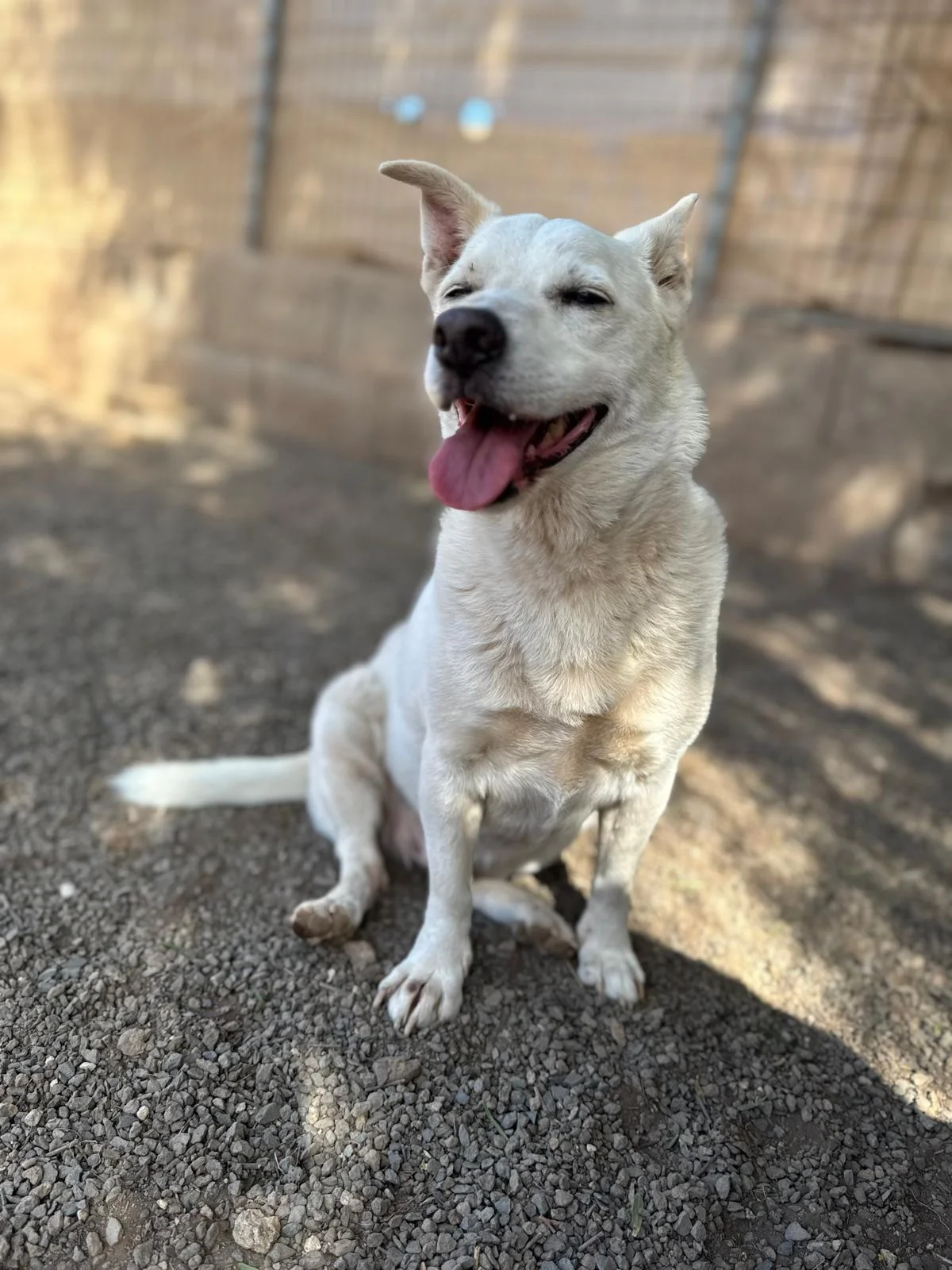 Foster home needed.