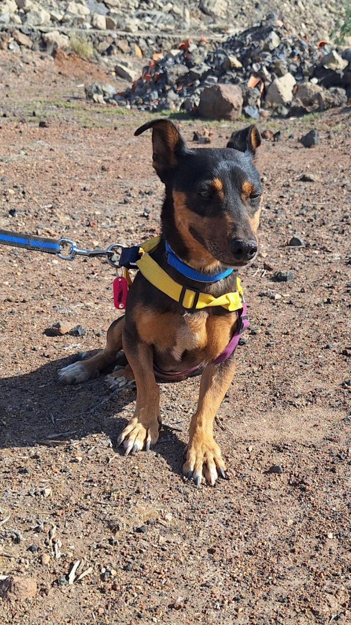 Chepeque