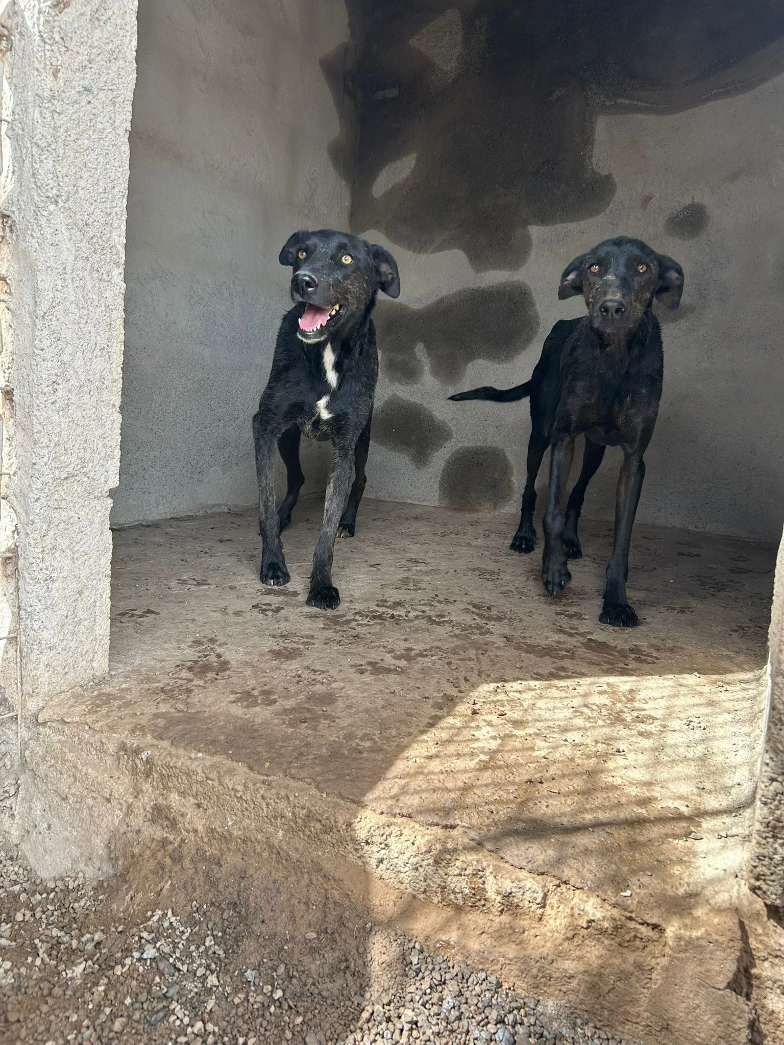 Terry and Tessa are 3 Today