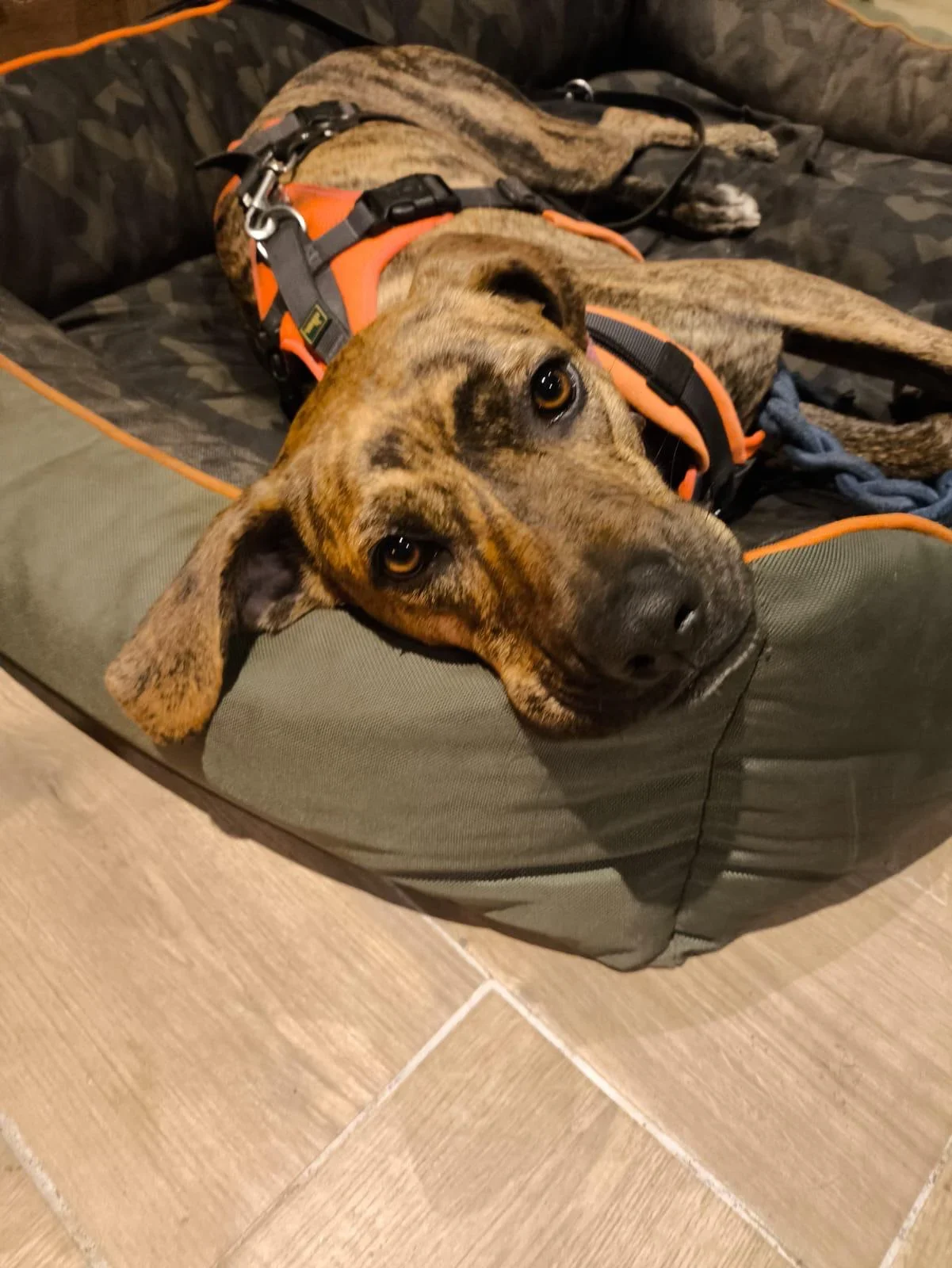 Asia relaxed in Germany