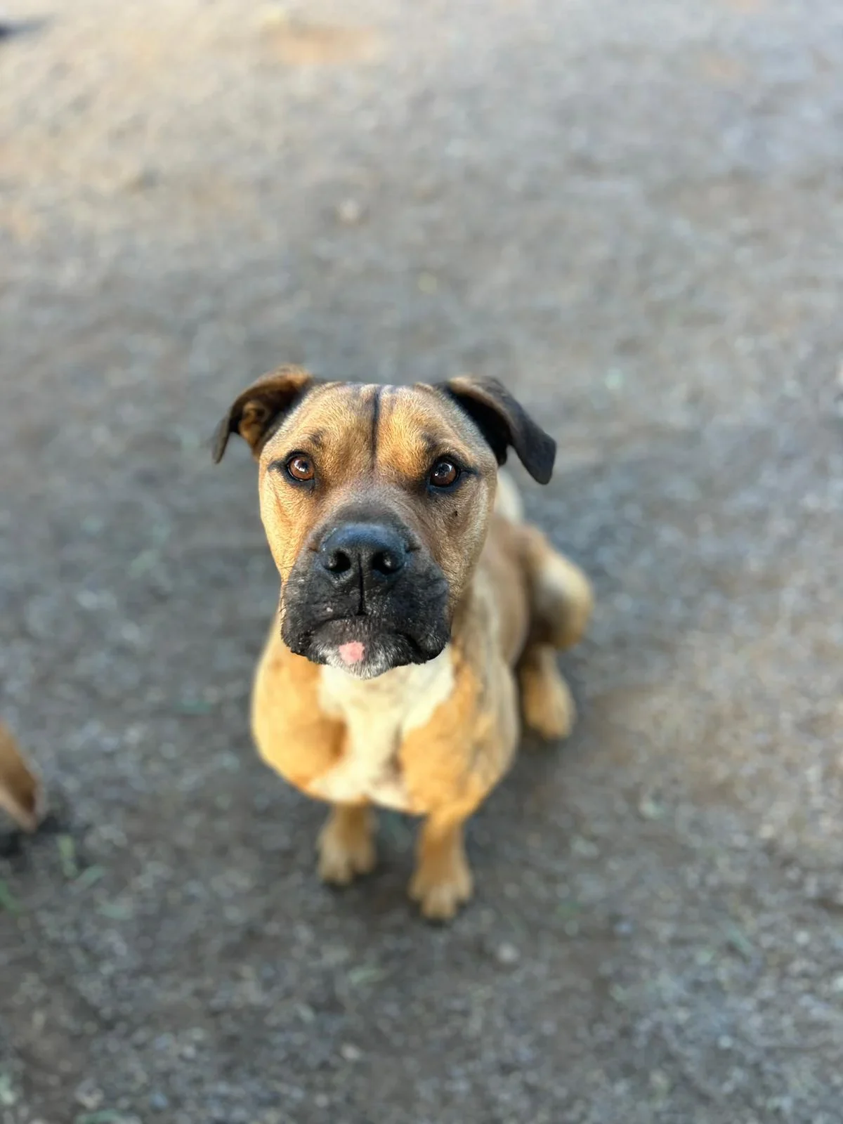 The face when a dog gets told “no more treats!”