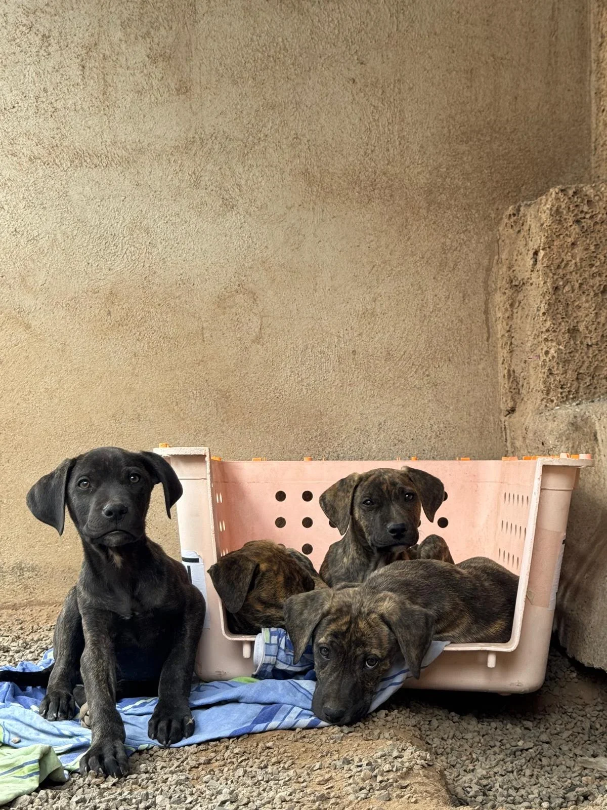 El Hierro Puppies