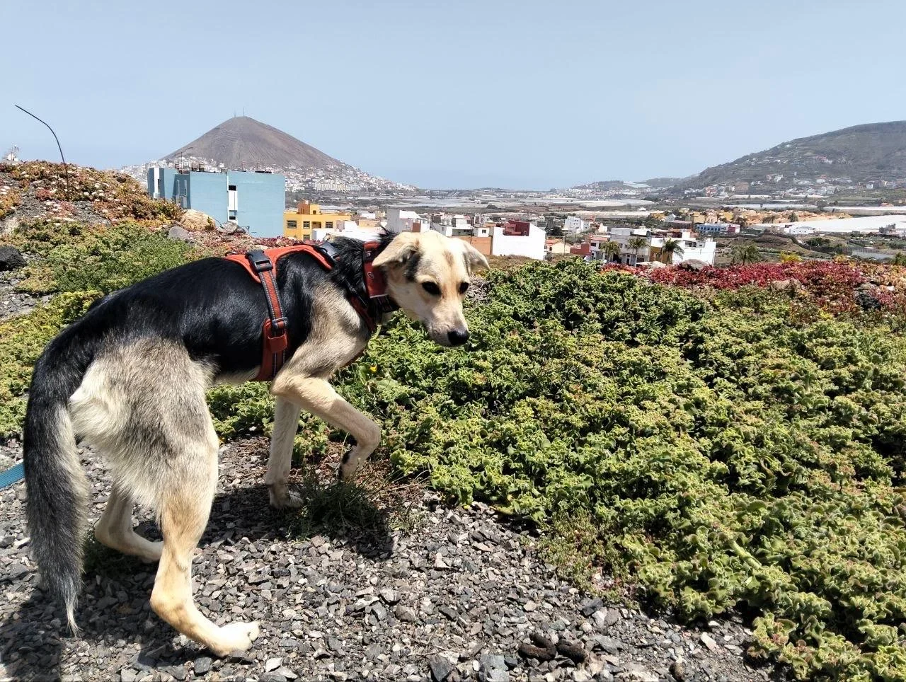 Turron Living His Best Life in Gran Canaria