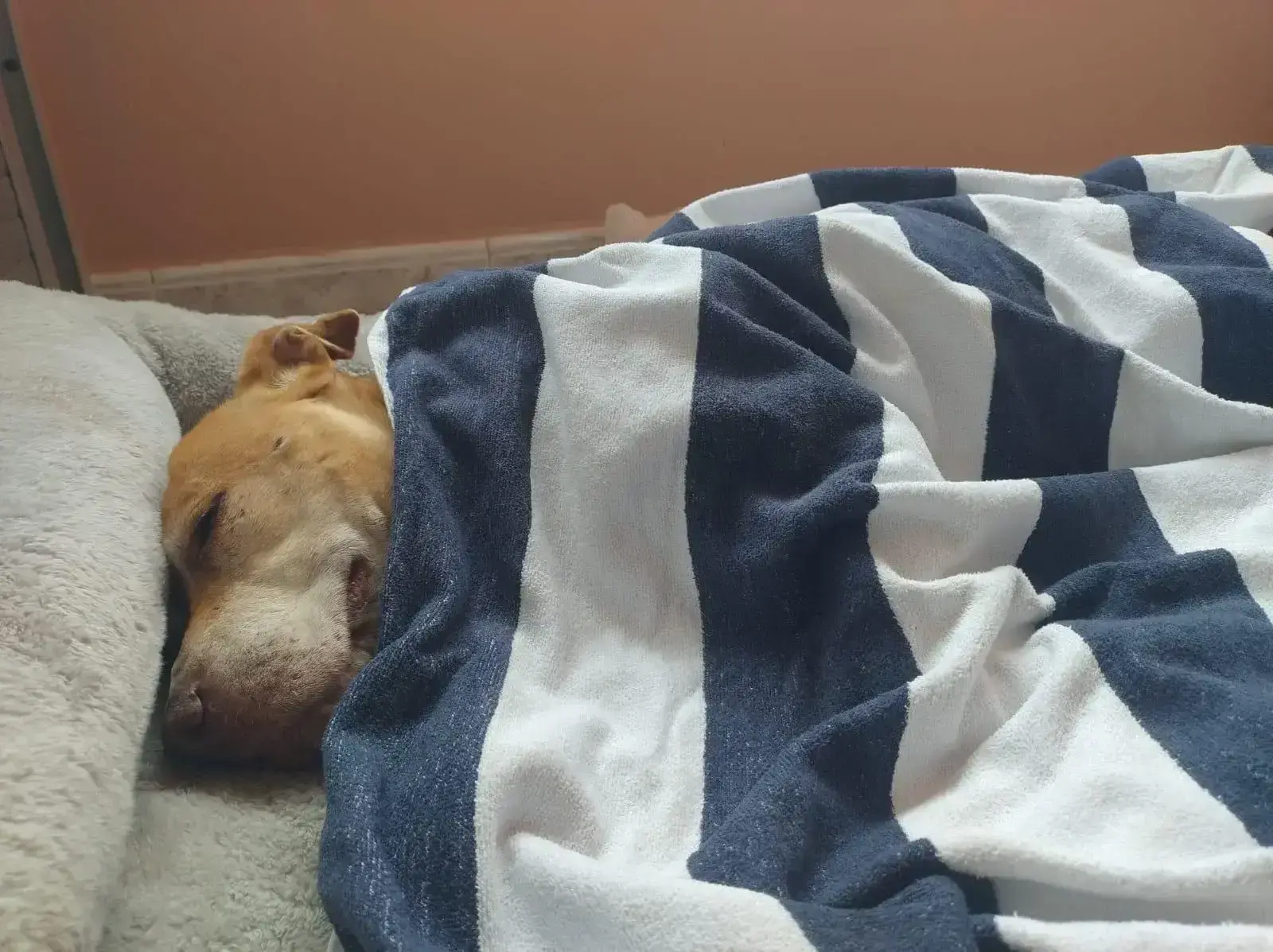Lola enjoying her new foster home