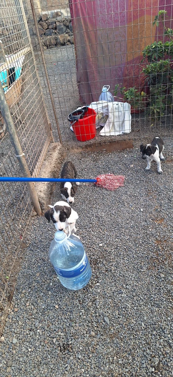 Puppies who were found in a bin doing well
