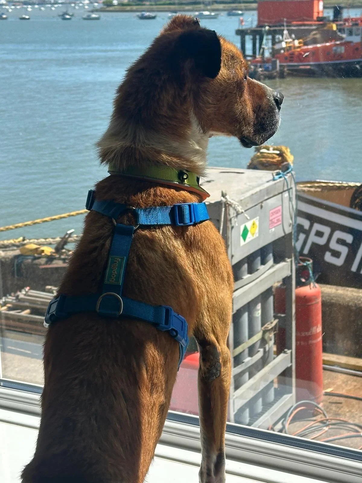 Thiago still looking for forever home in the UK