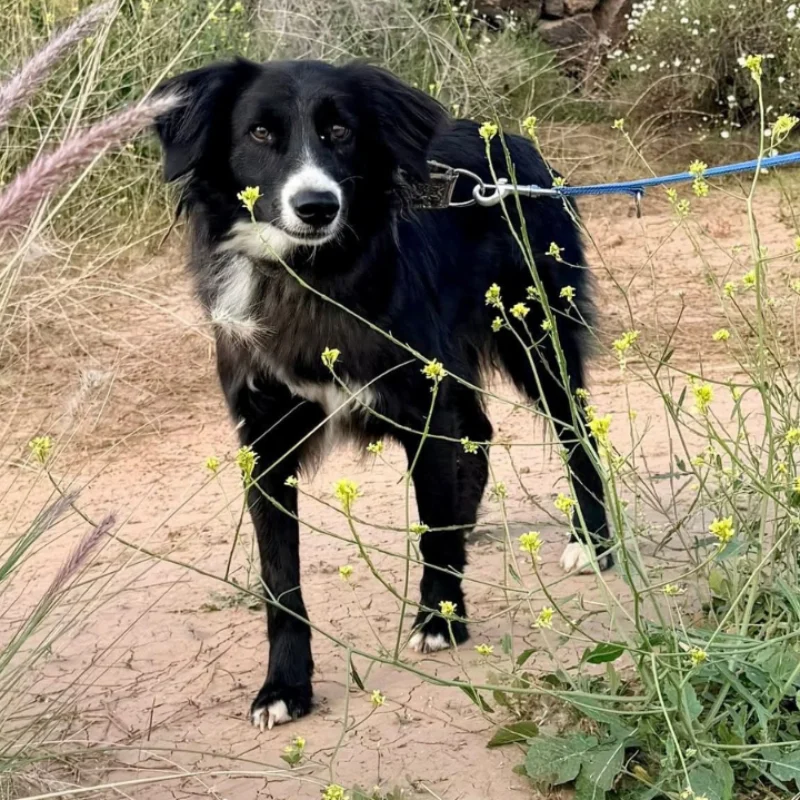 Lupo
