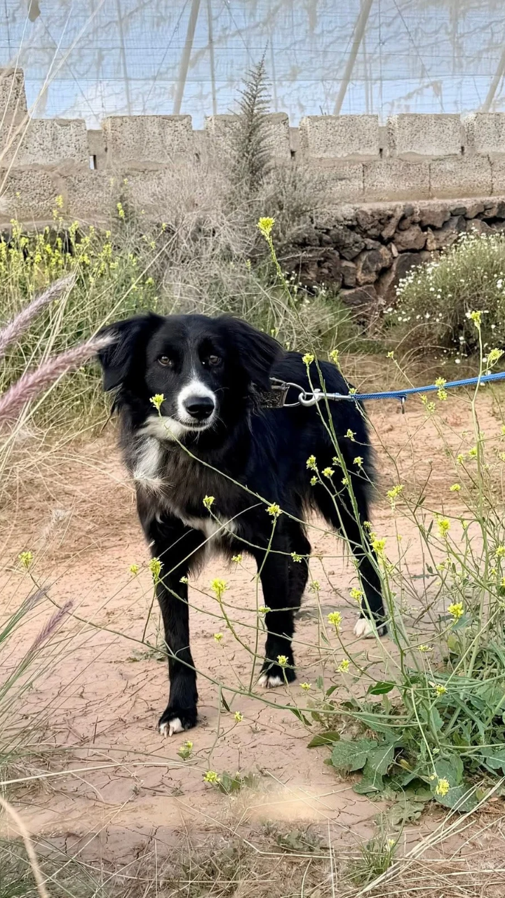 Lupo