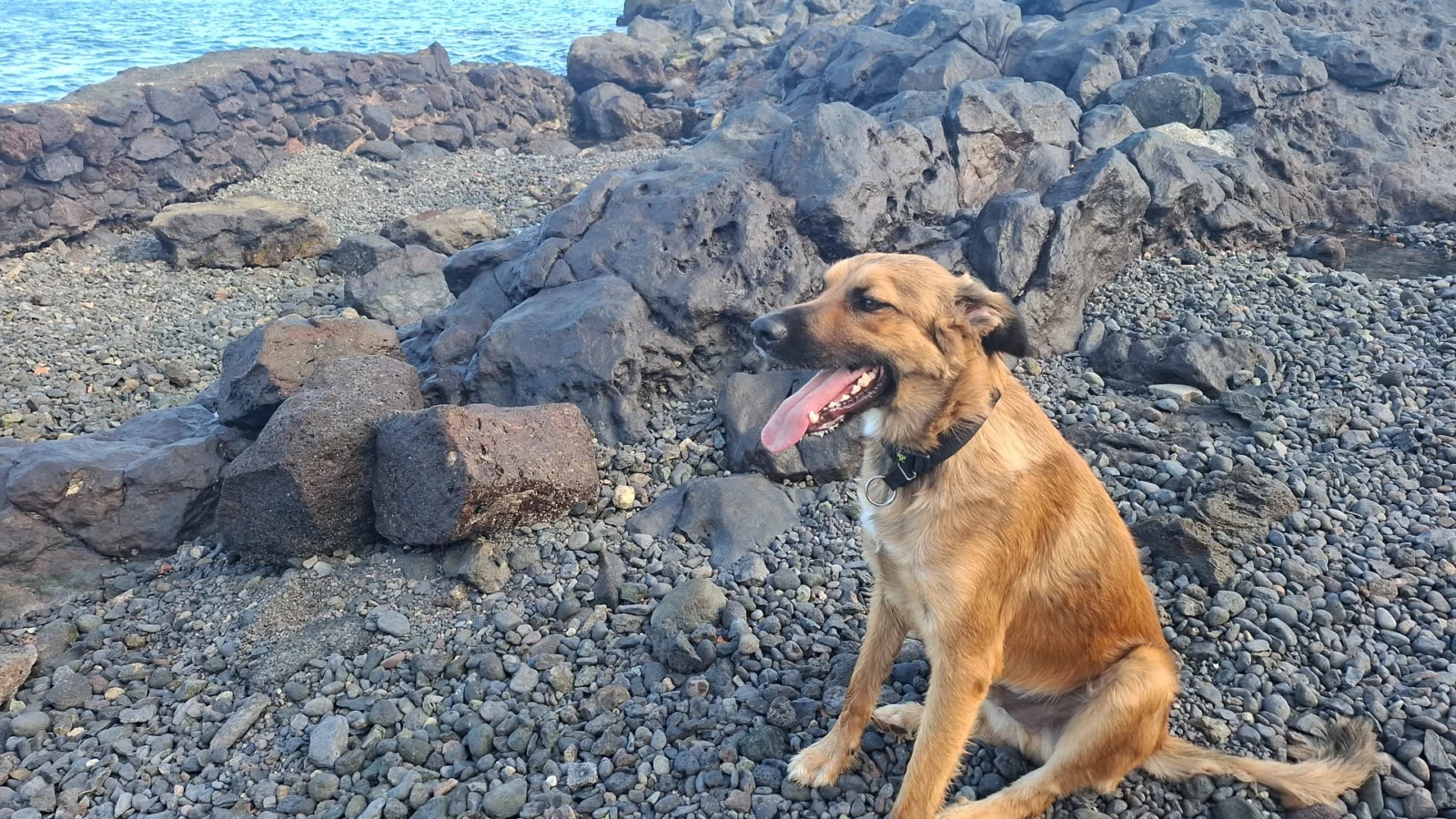 Urgent Foster Home