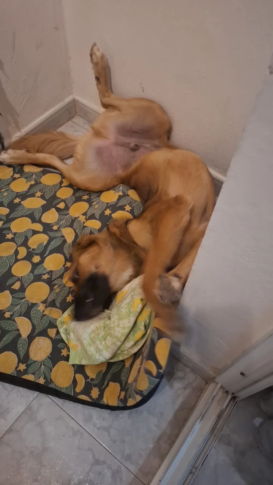 Urgent Foster Home