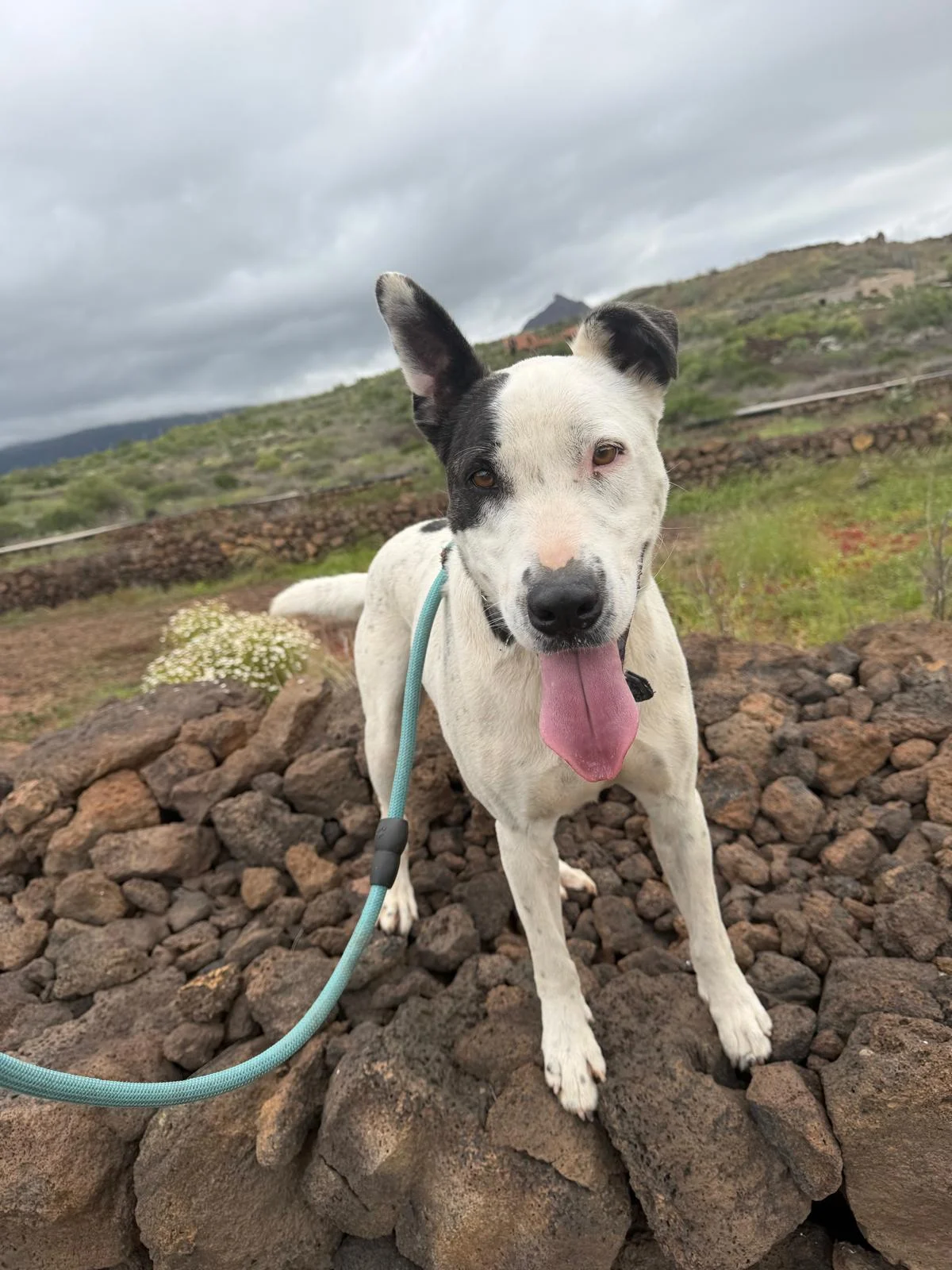 Patch enjoyed his dog walk today