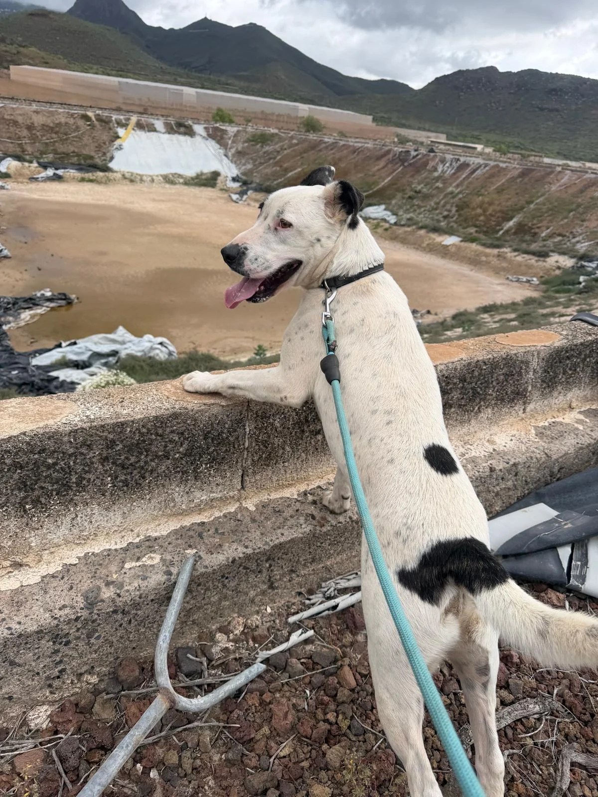 Patch enjoyed his dog walk today