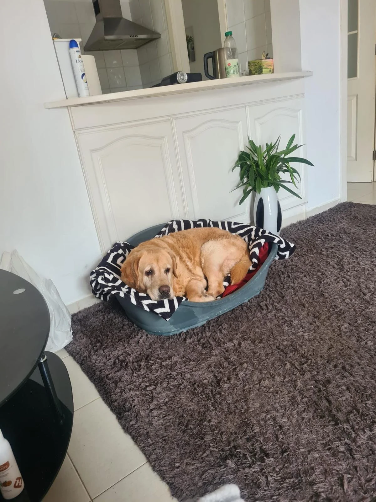 12 Year old Ela has a new home
