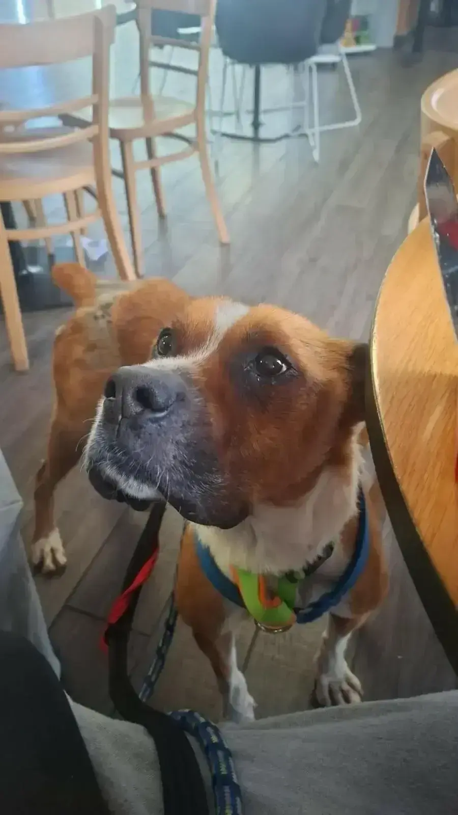 Thiago has a forever home