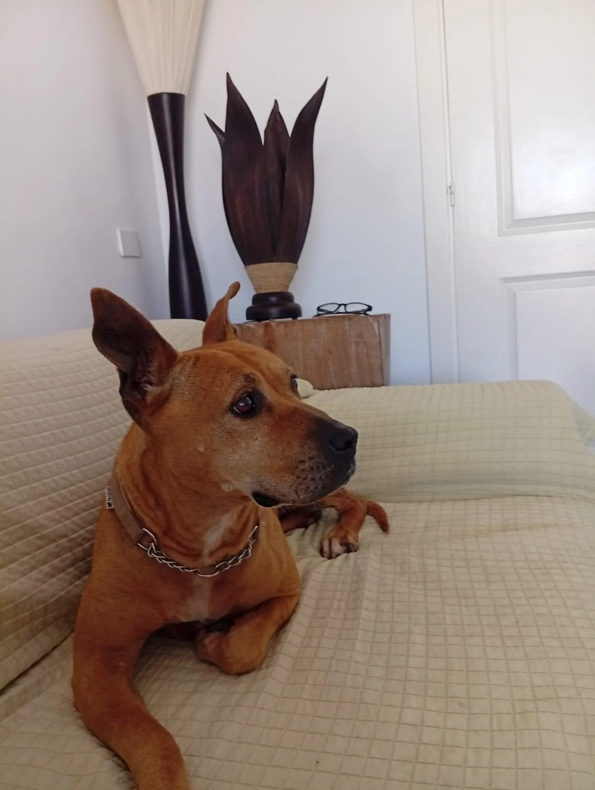 Zora has her Foster Home