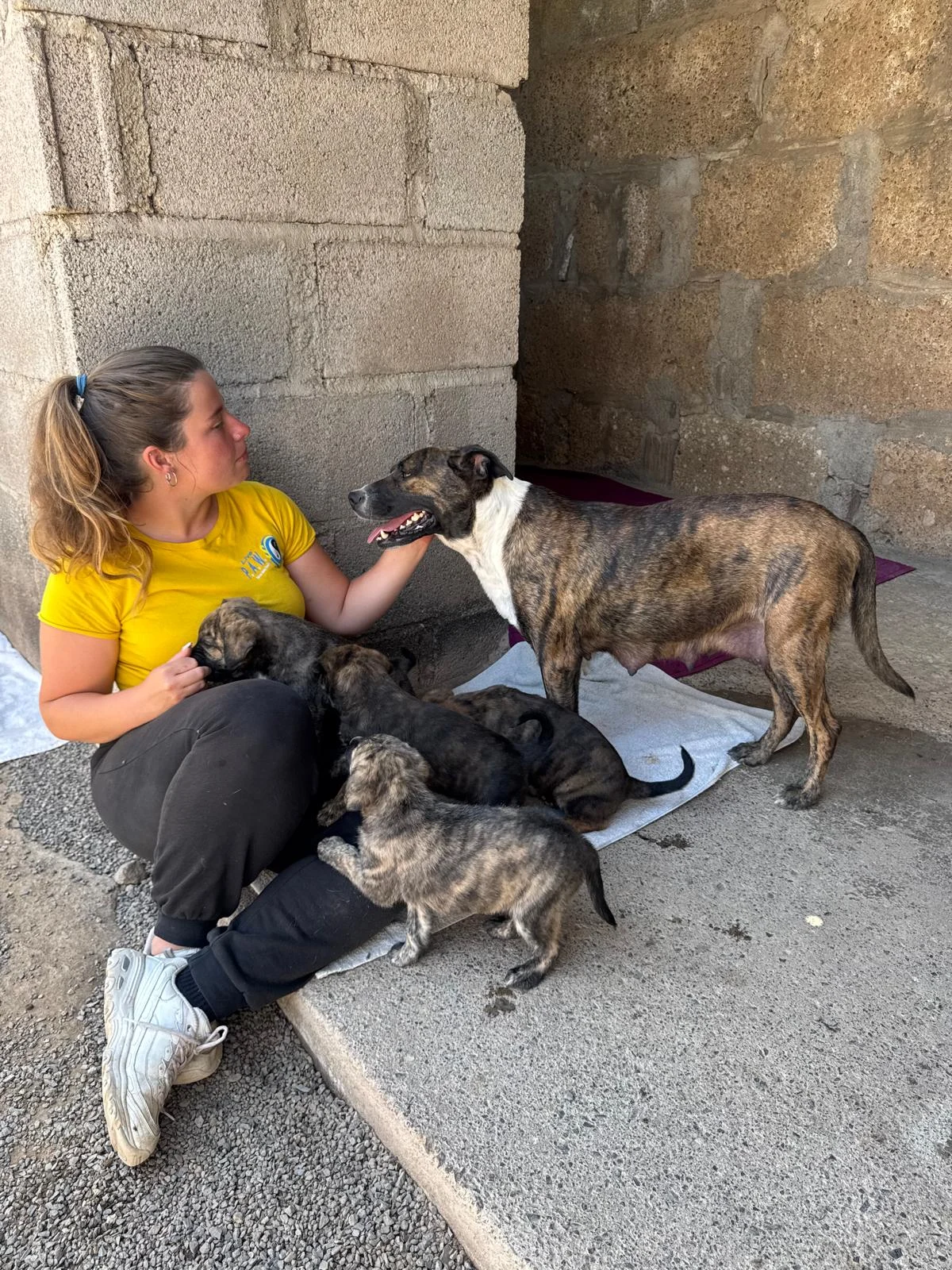 Meet Mika and Her Beautiful Litter of Six Puppies