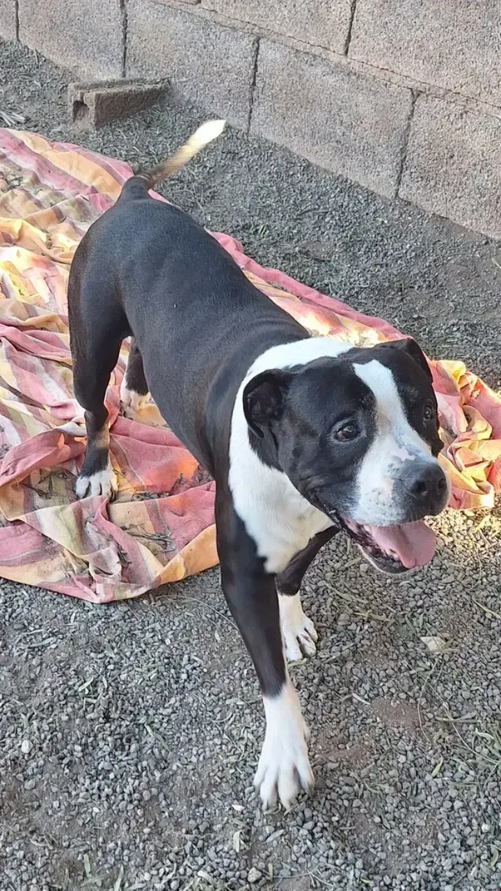 Dakota