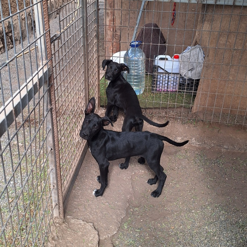 Balù & Bagherra