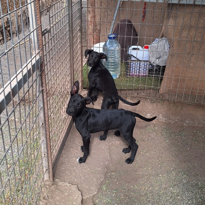Balù & Bagherra
