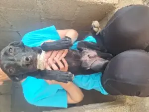 Balu