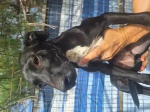 Balu