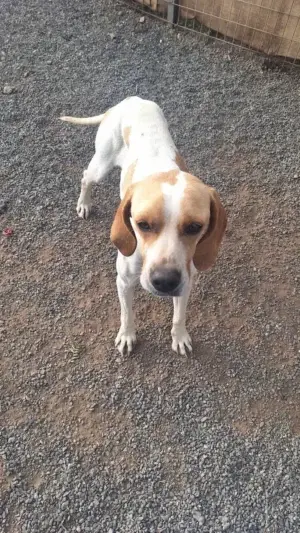 Pepita