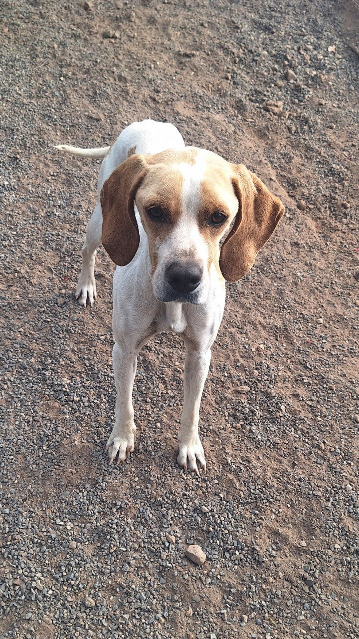 Pepita