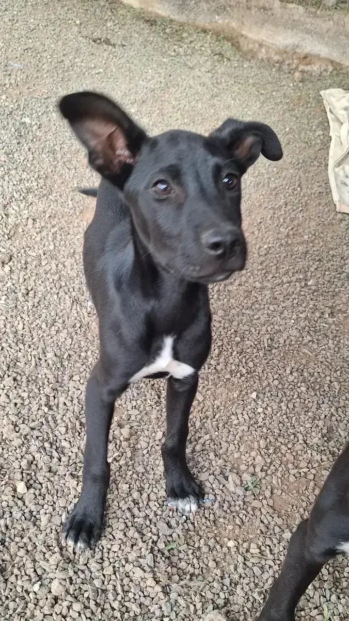 Balu