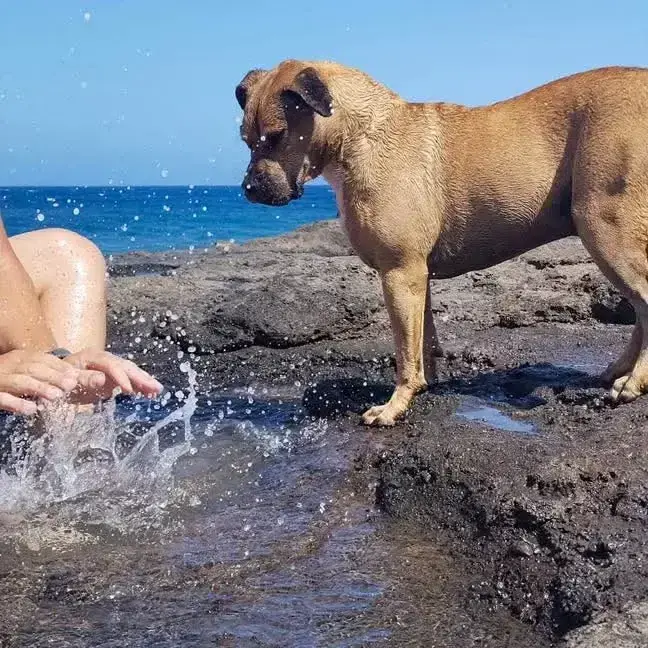 Sun Has Found His Forever Home!