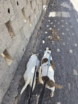 Bichette & Blandine