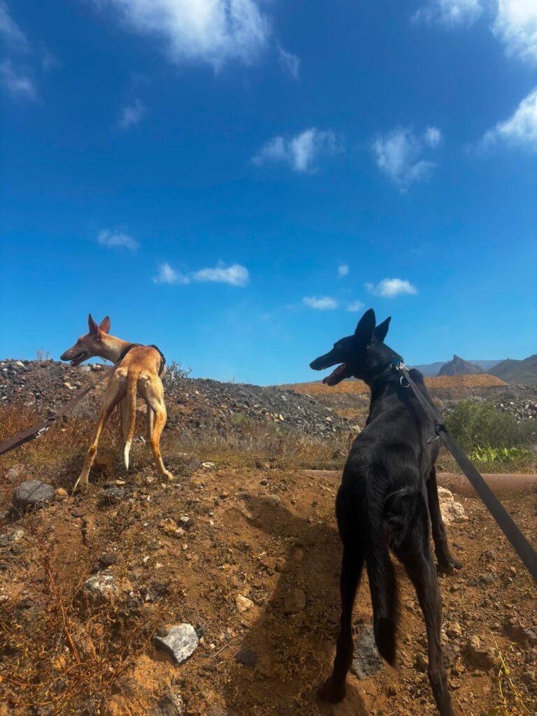 Dog Walking Community