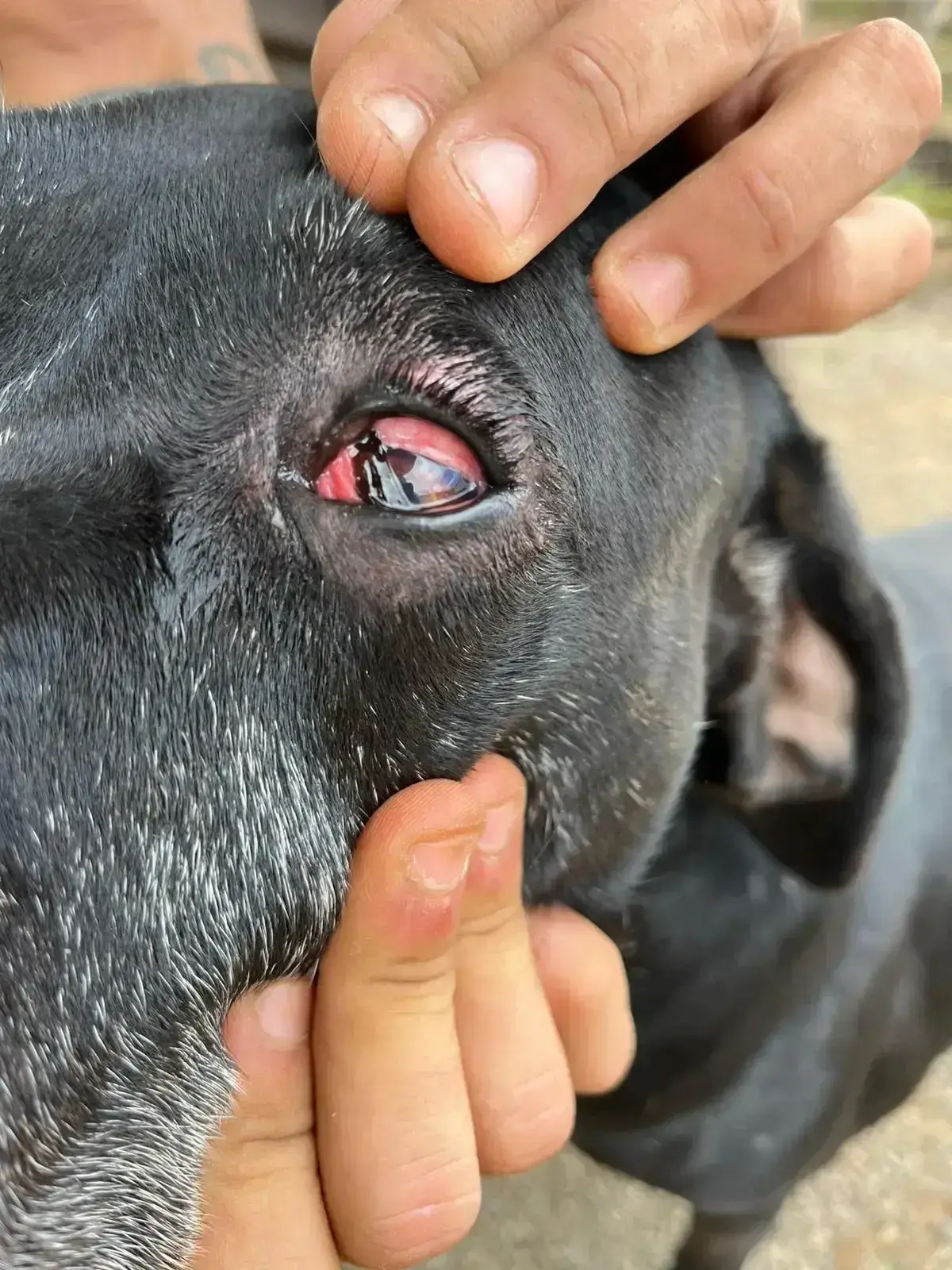 Jacamo’s visit to the vet