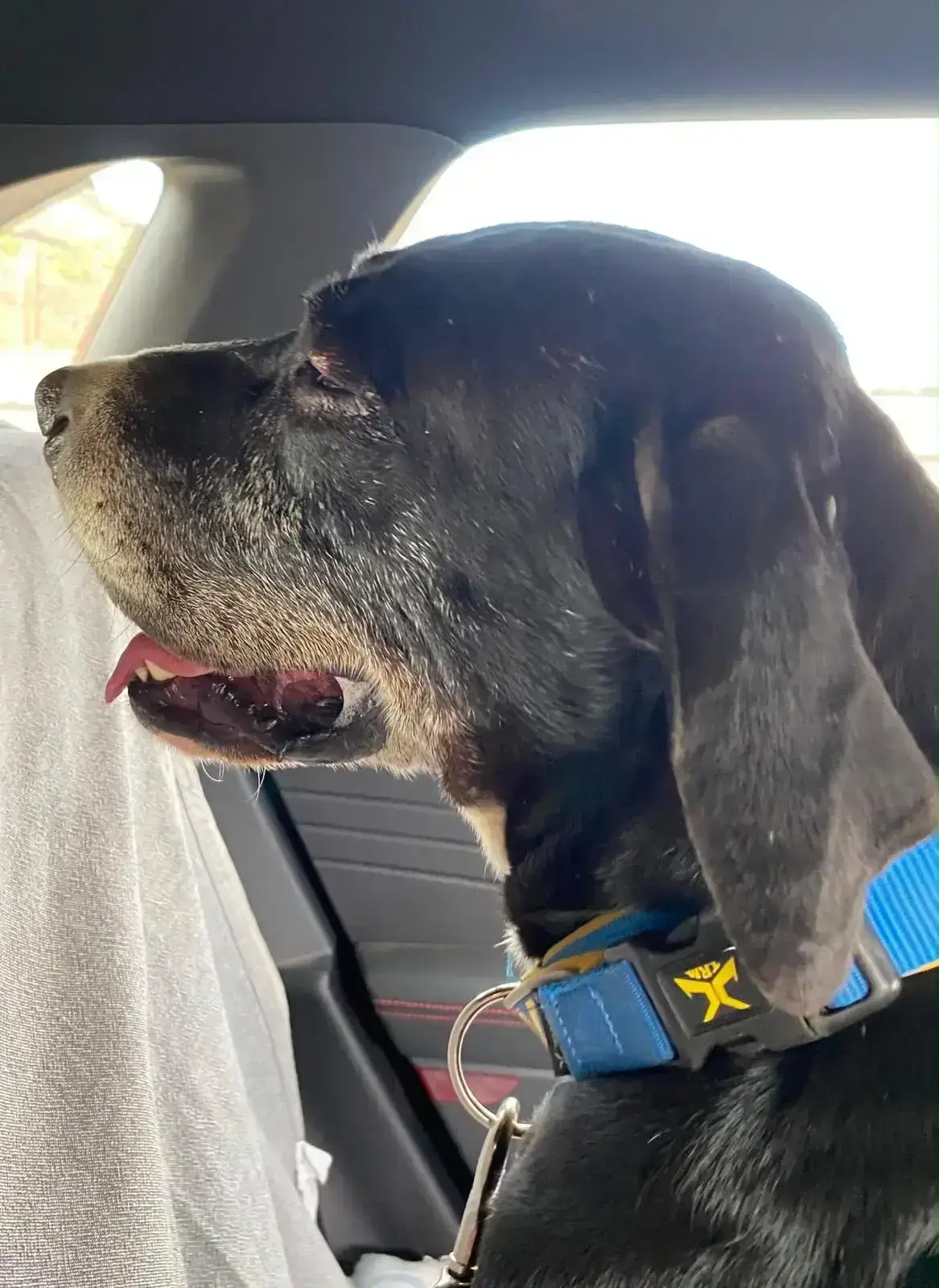 Jacamo’s visit to the vet