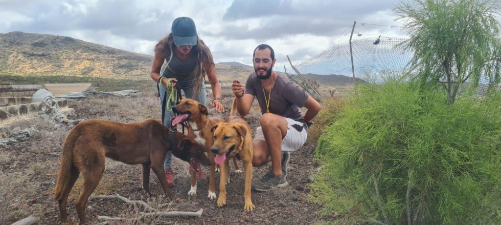 Walking with Tokio, Enzo & Raven