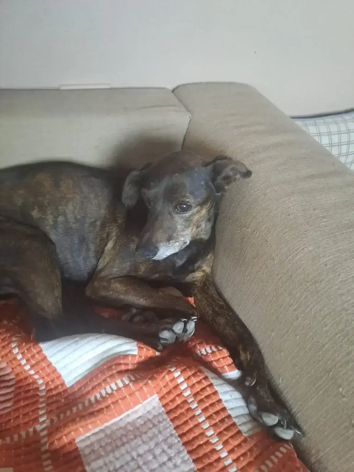 We will miss you Cacao