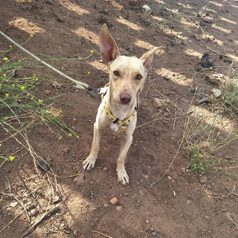 Dobby