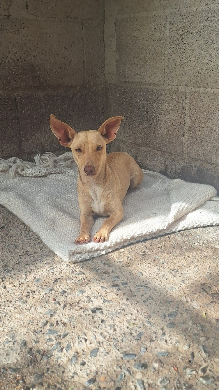 Dobby