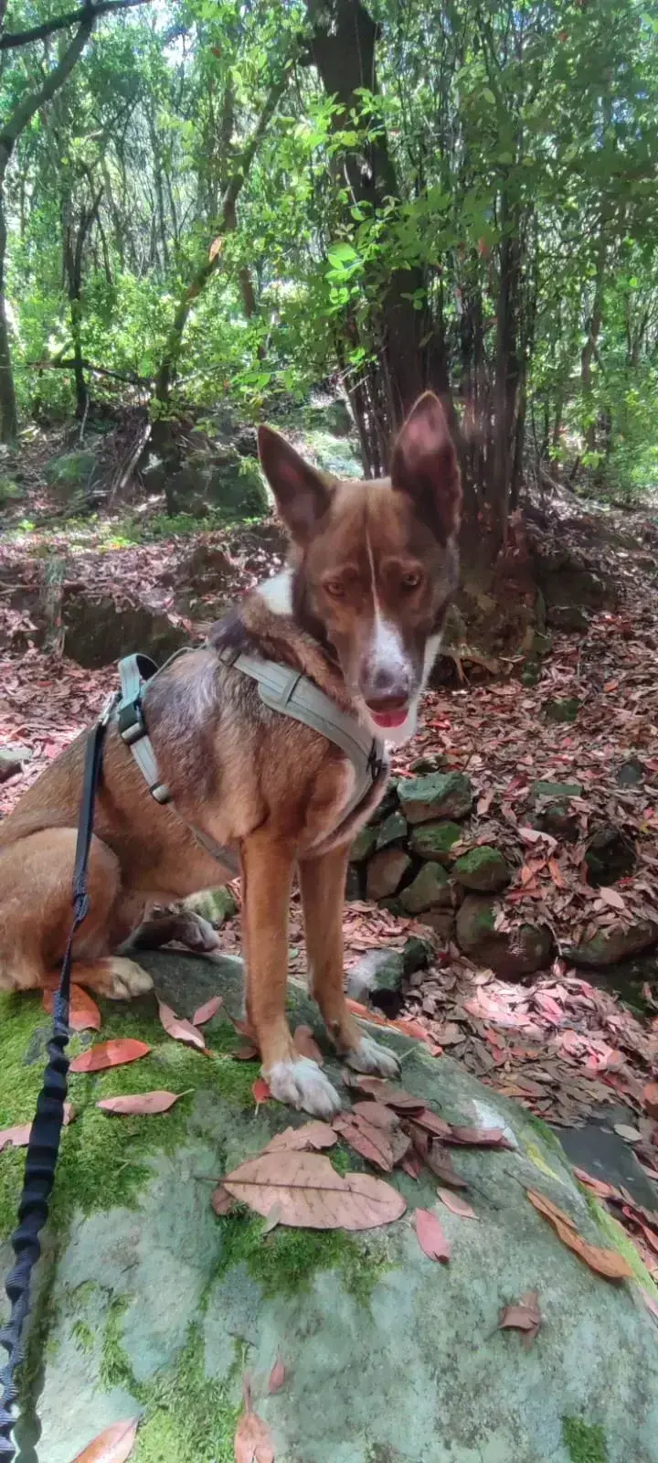 Diana has her forever home.