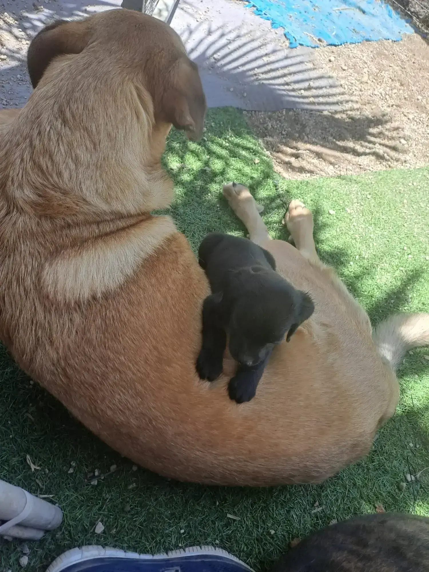 Morris really is a gentle soul…