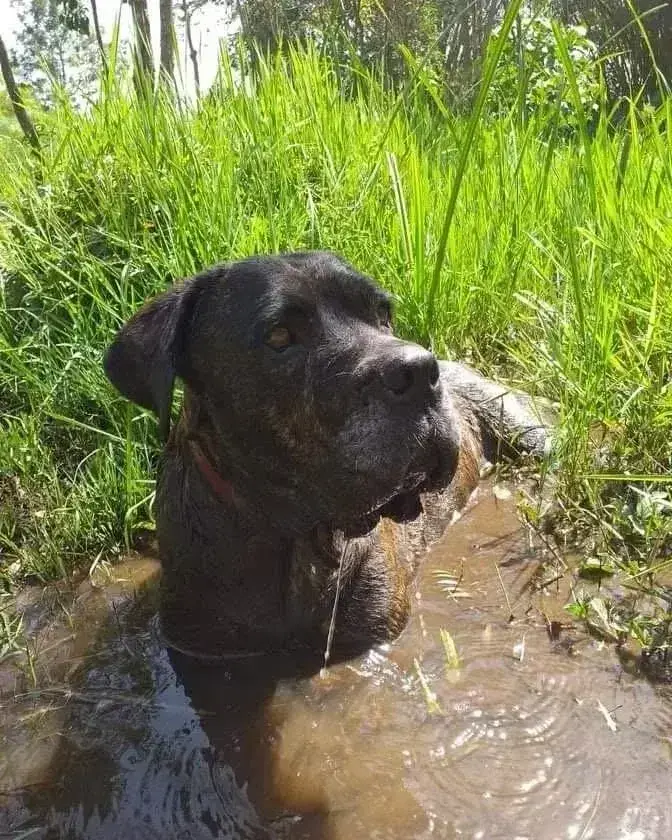 Our big, beautiful Princessa is reunited with Duque over the Rainbow Bridge
