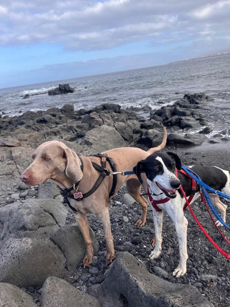 Vaquita having fun at the beach