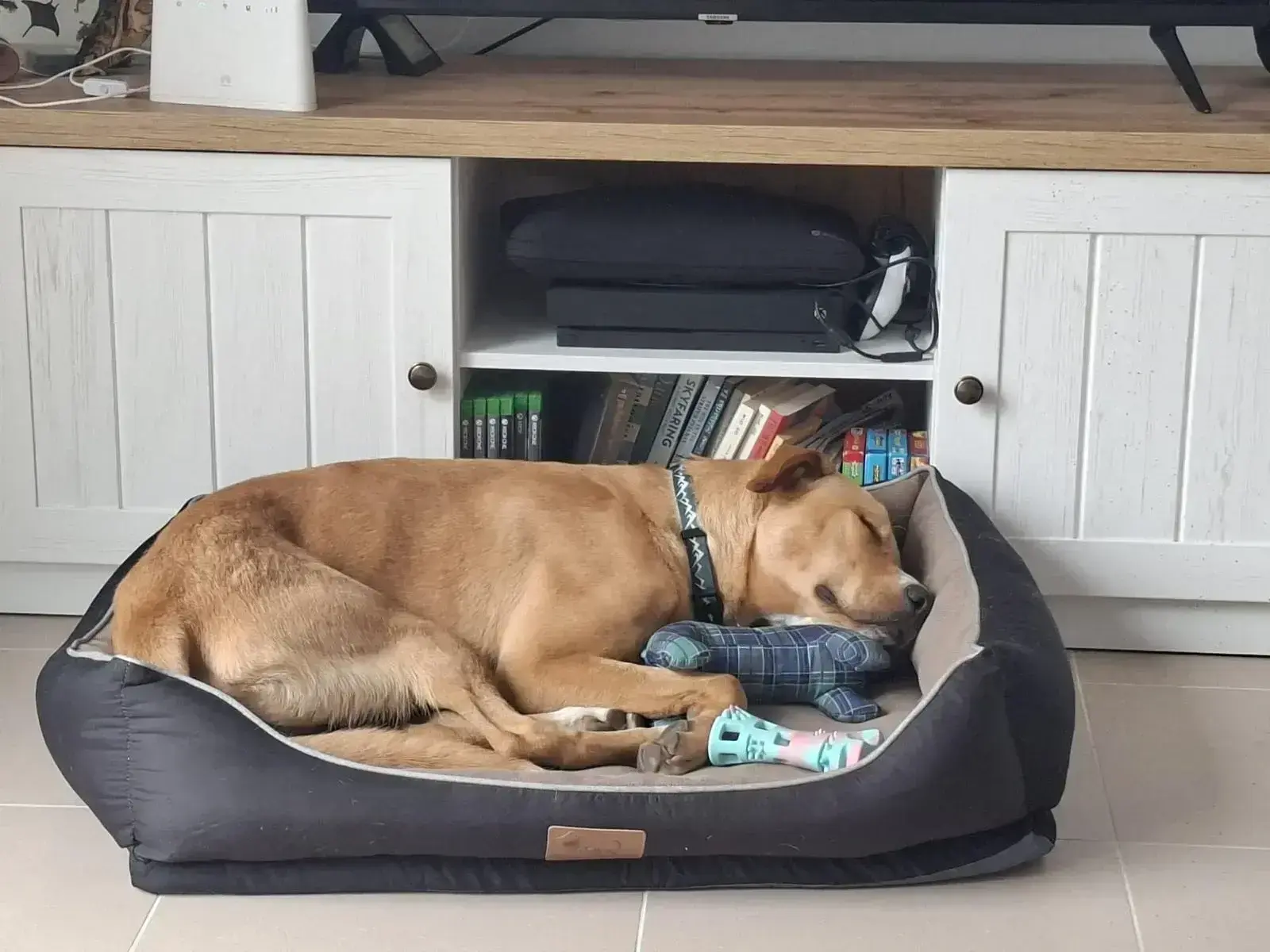 Rocky is adopted