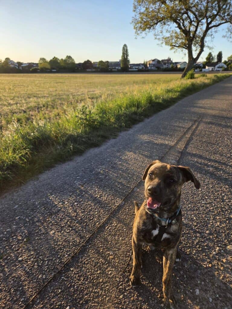 Harley and Davidson in Germany